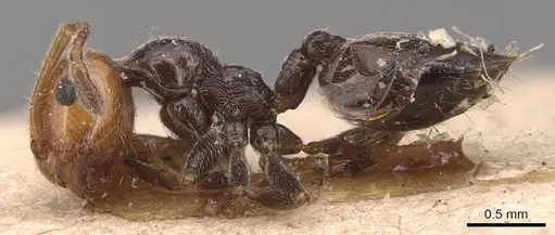 Crematogaster alluaudi - CASENT0904504