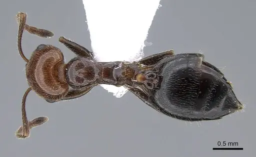 Crematogaster alluaudi - CASENT0914827