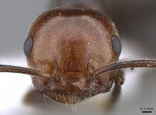 Crematogaster alluaudi - CASENT0914827