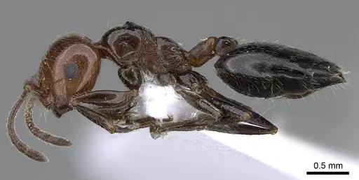 Crematogaster alluaudi - CASENT0914827