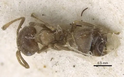 Crematogaster aloysiisabaudiae specimen
