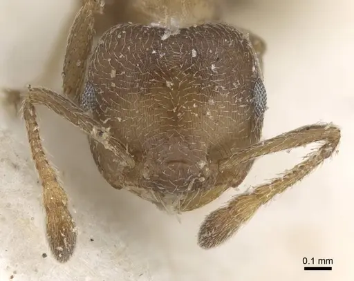 Crematogaster aloysiisabaudiae specimen