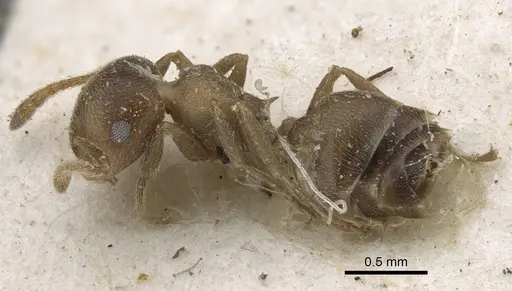 Crematogaster aloysiisabaudiae specimen