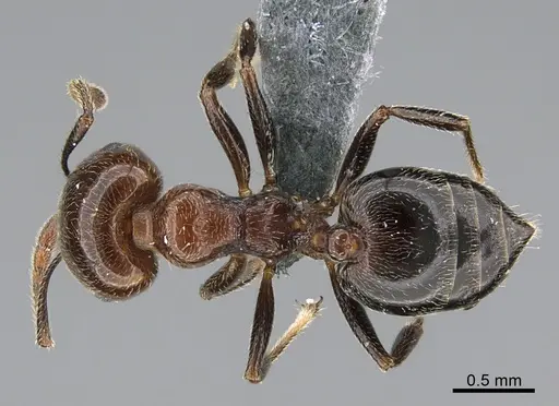 Crematogaster alulai specimen