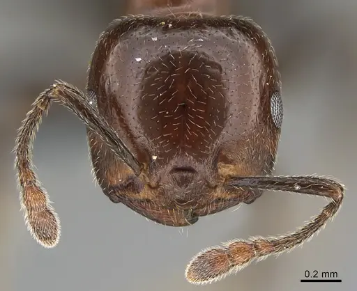 Crematogaster alulai specimen