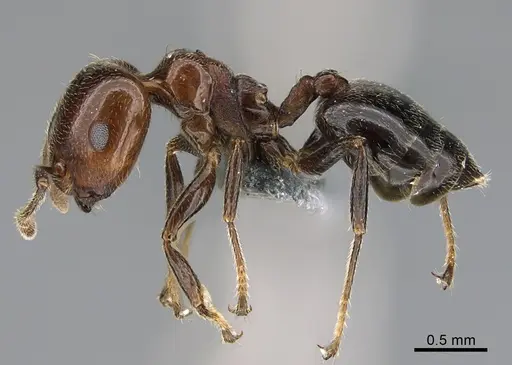 Crematogaster alulai specimen