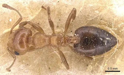 Crematogaster alulai - CASENT0904514