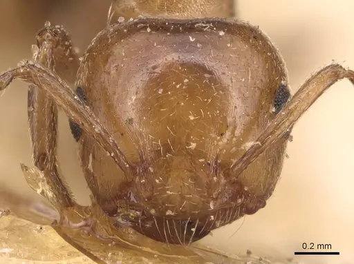 Crematogaster alulai - CASENT0904514