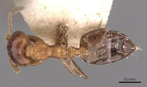 Crematogaster alulai - CASENT0908496
