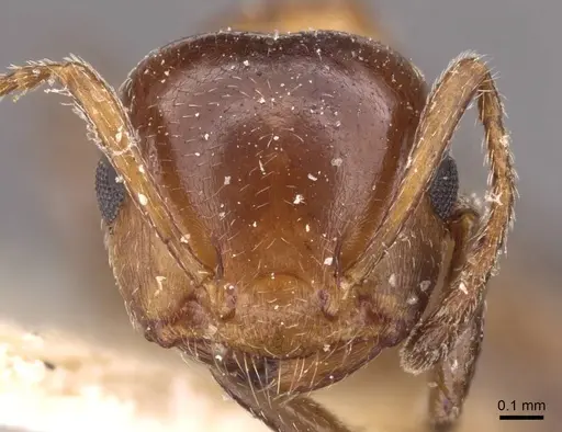 Crematogaster alulai - CASENT0908496