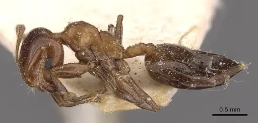 Crematogaster alulai - CASENT0908496