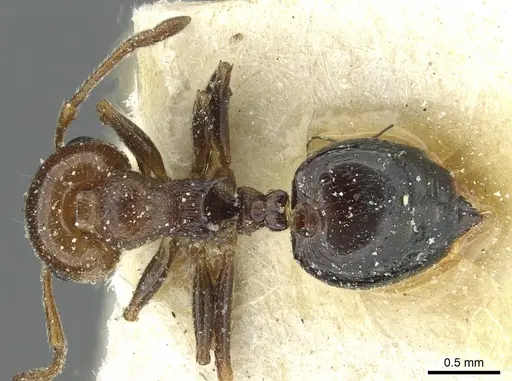 Crematogaster alulai - CASENT0912637