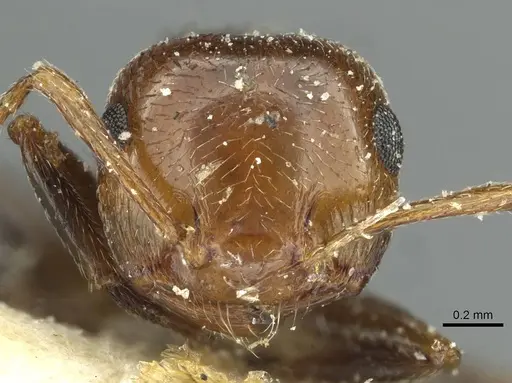 Crematogaster alulai - CASENT0912637