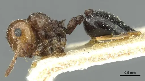 Crematogaster alulai - CASENT0912637