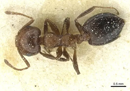 Crematogaster alulai - CASENT0912638