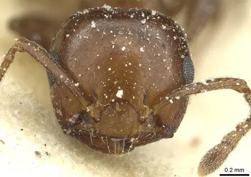 Crematogaster alulai - CASENT0912638