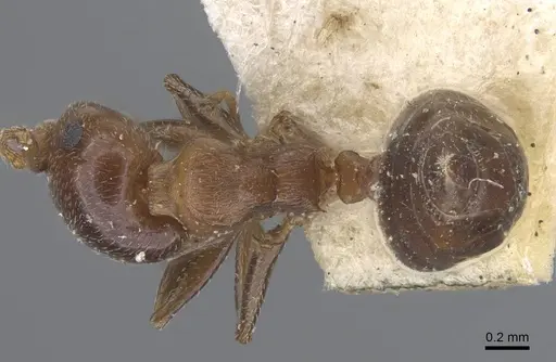 Crematogaster alulai - CASENT0916981