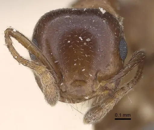 Crematogaster alulai - CASENT0916981
