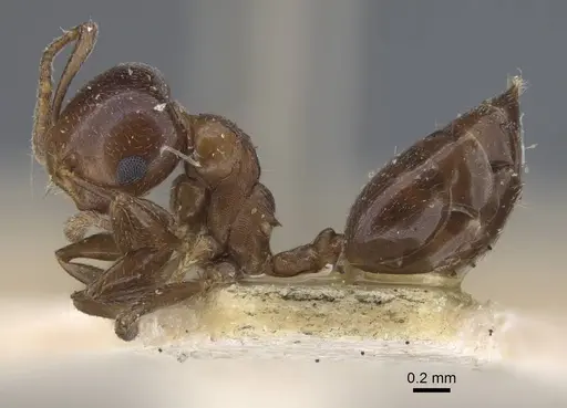 Crematogaster alulai - CASENT0916981