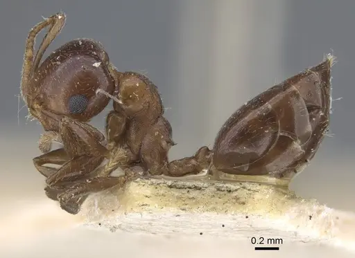 Crematogaster alulai - CASENT0916981