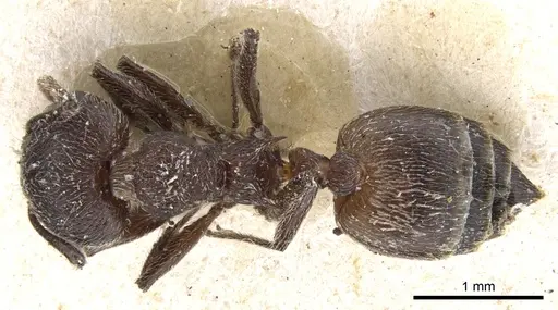 Crematogaster amabilis specimen