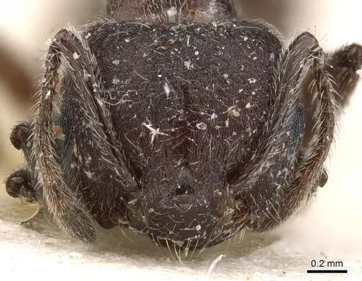 Crematogaster amabilis specimen