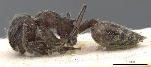 Crematogaster amabilis specimen