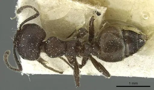 Crematogaster amabilis - CASENT0912639