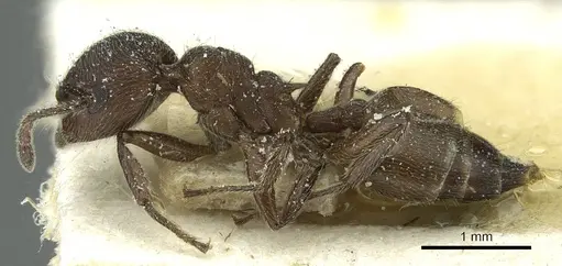 Crematogaster amabilis - CASENT0912639