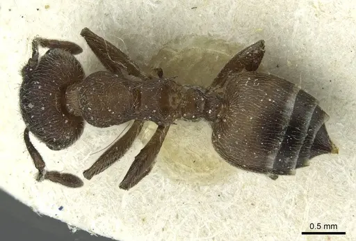 Crematogaster amabilis - CASENT0912640
