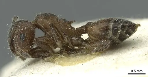 Crematogaster amabilis - CASENT0912640