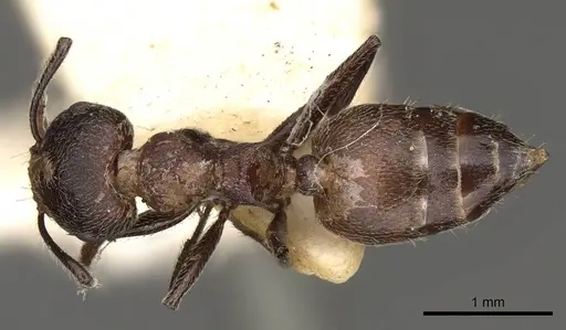 Crematogaster amabilis - CASENT0914286