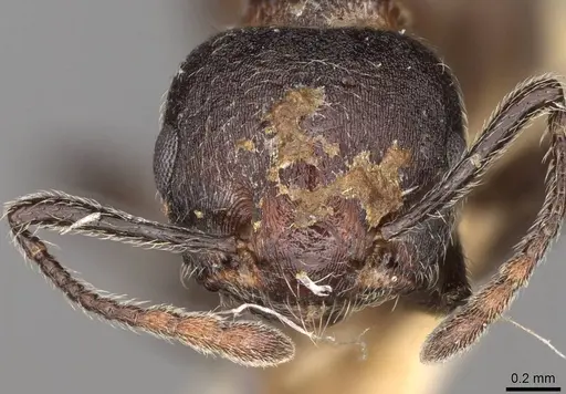 Crematogaster amabilis - CASENT0914286