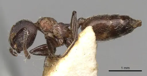 Crematogaster amabilis - CASENT0914286