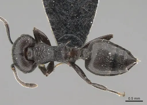 Crematogaster ambigua specimen