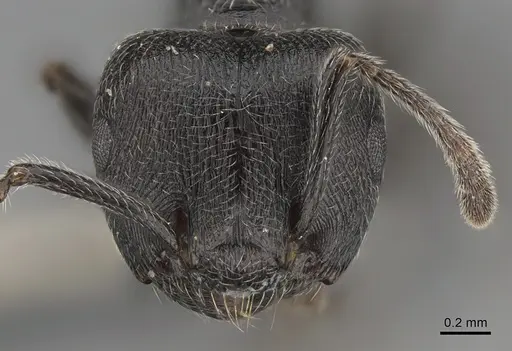 Crematogaster ambigua specimen