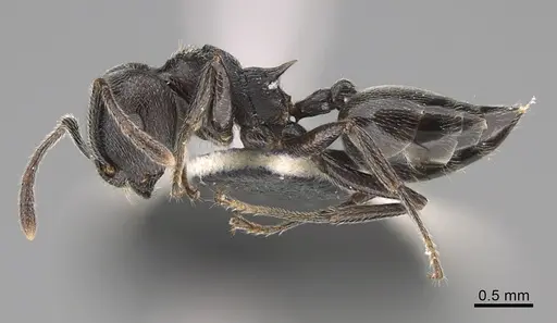 Crematogaster ambigua specimen