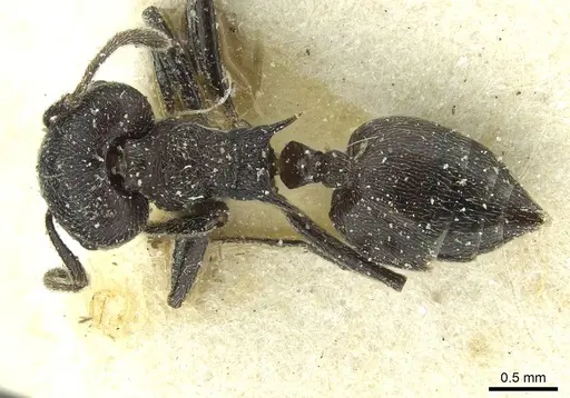 Crematogaster ambigua - CASENT0912625
