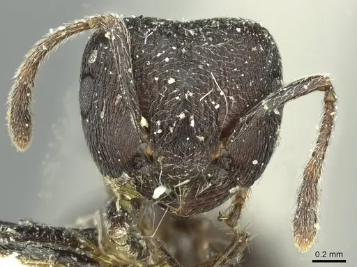 Crematogaster ambigua - CASENT0912625