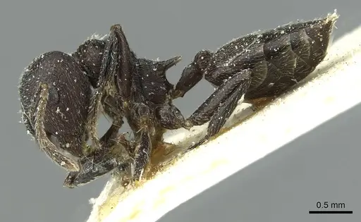 Crematogaster ambigua - CASENT0912625