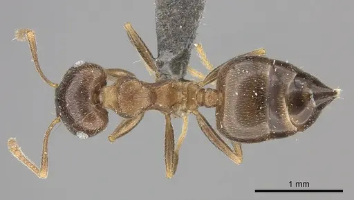Crematogaster amita specimen