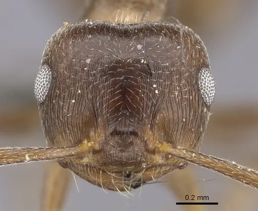 Crematogaster amita specimen