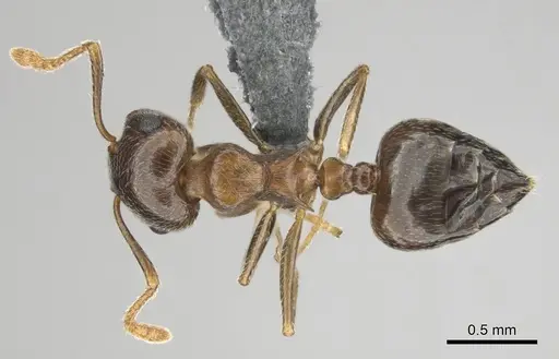Crematogaster amita - CASENT0812244