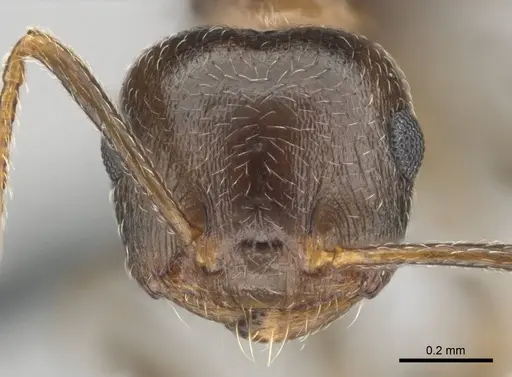 Crematogaster amita - CASENT0812244