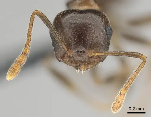 Crematogaster amita - CASENT0812244