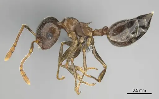 Crematogaster amita - CASENT0812244