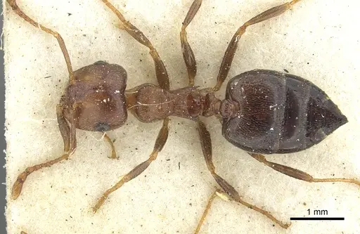 Crematogaster amita - CASENT0902063