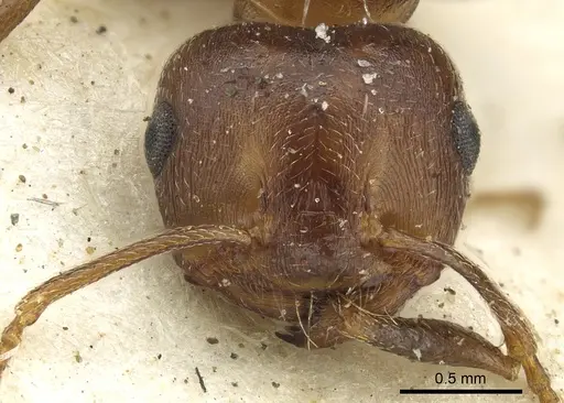 Crematogaster amita - CASENT0902063