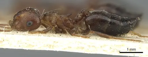 Crematogaster amita - CASENT0902063