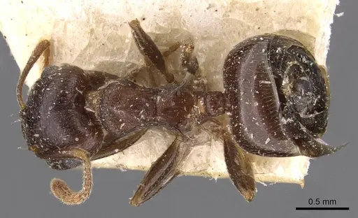 Crematogaster amita - CASENT0908609